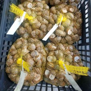 Comprar Caracoles Vivos 1 kG
