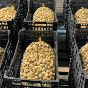 Comprar Caracoles Vivos 5 kG